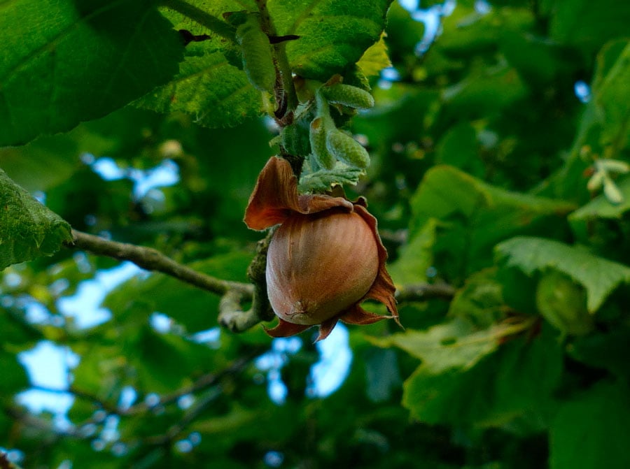 Чому дерево фундук не плодоносить — садівники назвали причини та дали поради