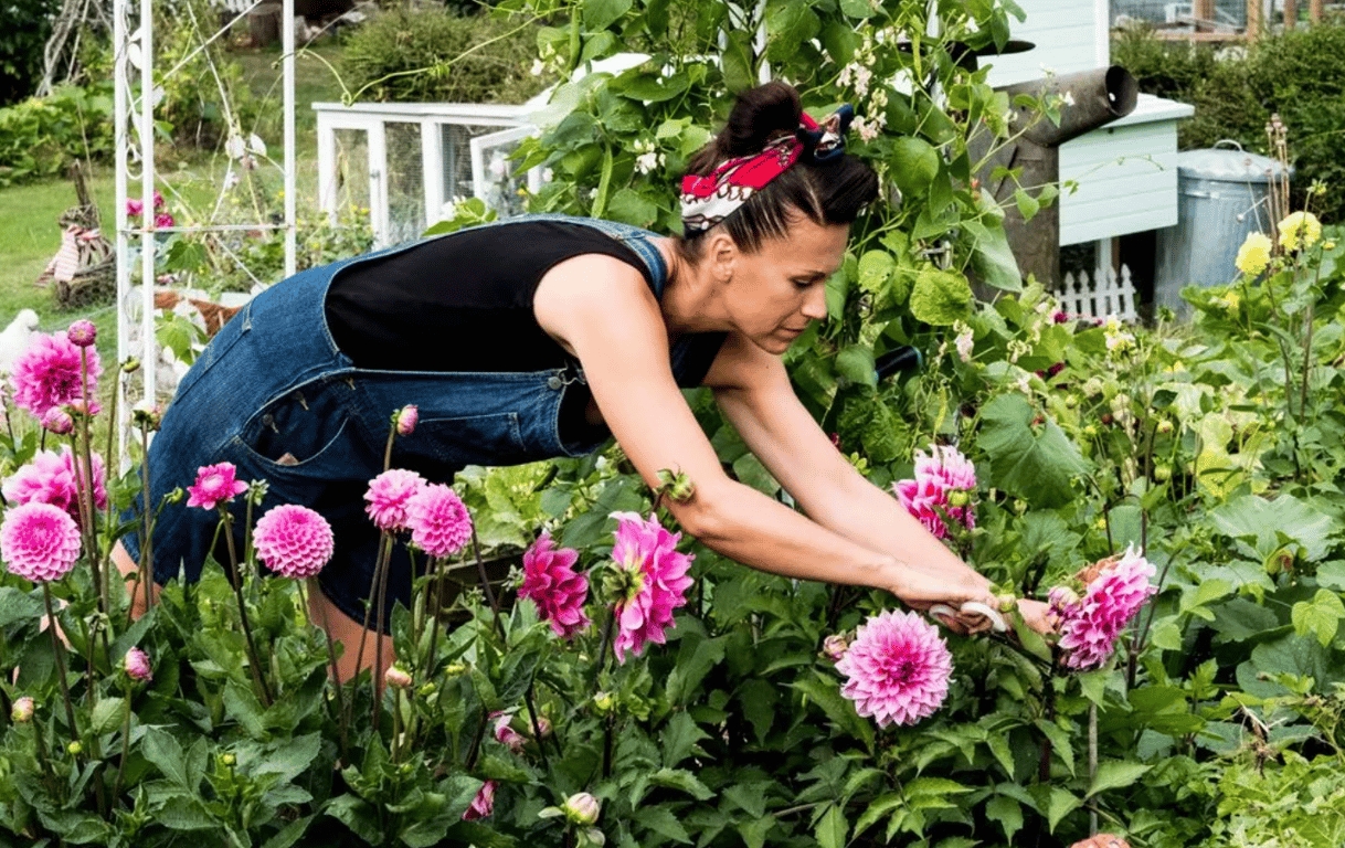 Уход за георгинами