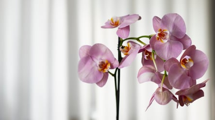 Зимовий догляд за орхідеями — як зберегти квітку здоровою - 285x160