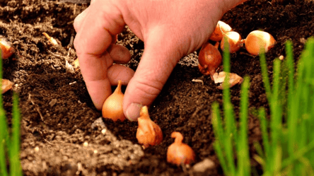 Не саджай цибулю й часник в один день — важливі причини - 285x160