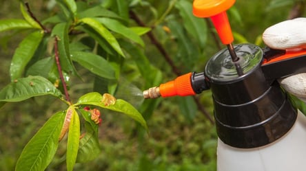 Как остановить кудрявость персика — работает обычный карбамид - 290x166