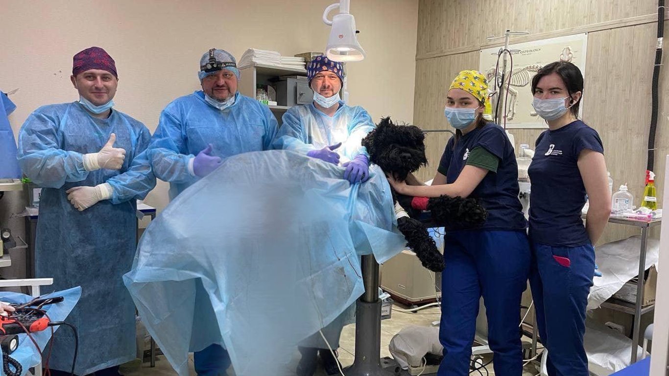 Лікарі в Харкові вперше поставили біоінтегрований протез собаці