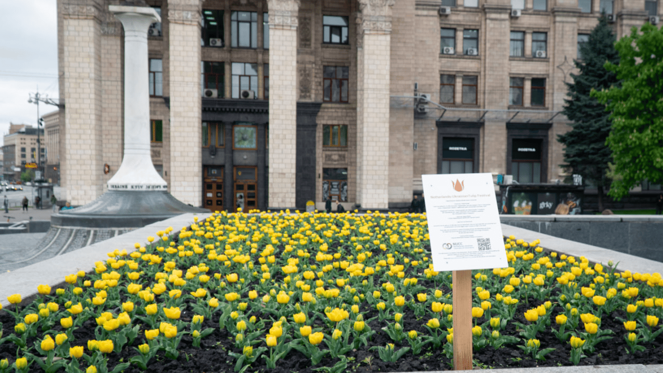 В Киеве расцвели более 100 тысяч тюльпанов, которые бесплатно  передали Нидерланды