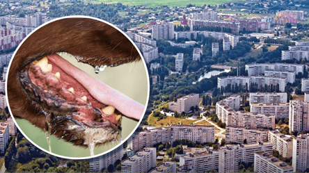 На Салтовке в Харькове ввели карантин после выявления бешенства у щенка - 290x166