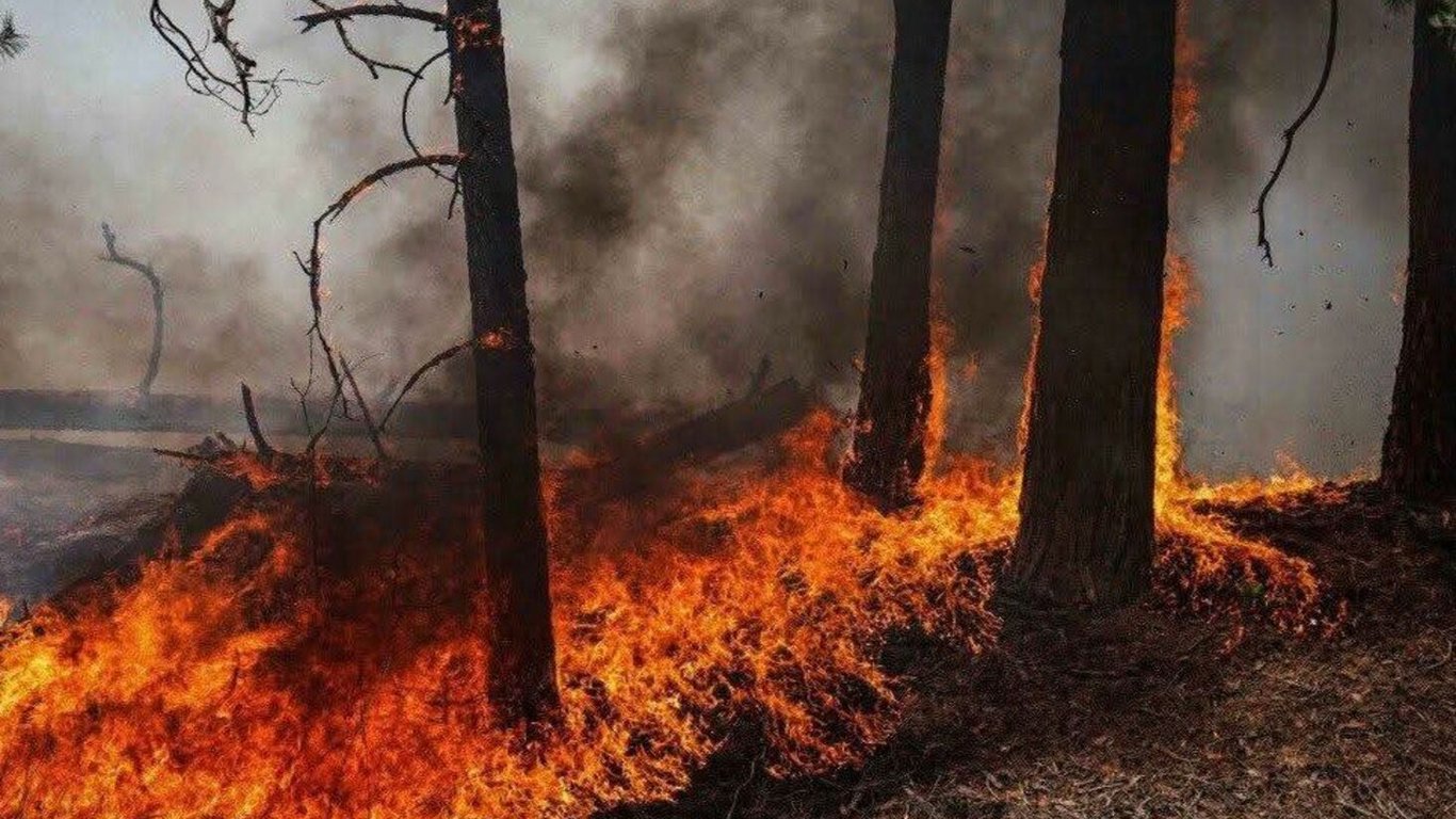 Пожежі в Зоні відчуження призвели до забруднення повітря в Києві та в області