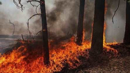 Пожежі в Зоні відчуження призвели до забруднення повітря в Києві та в області - 290x166