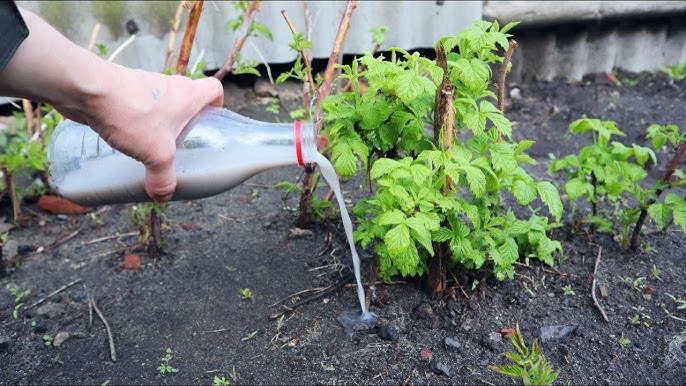 Подкормка малины