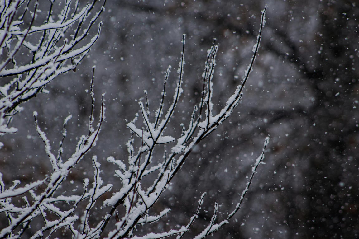 Дерева взимку