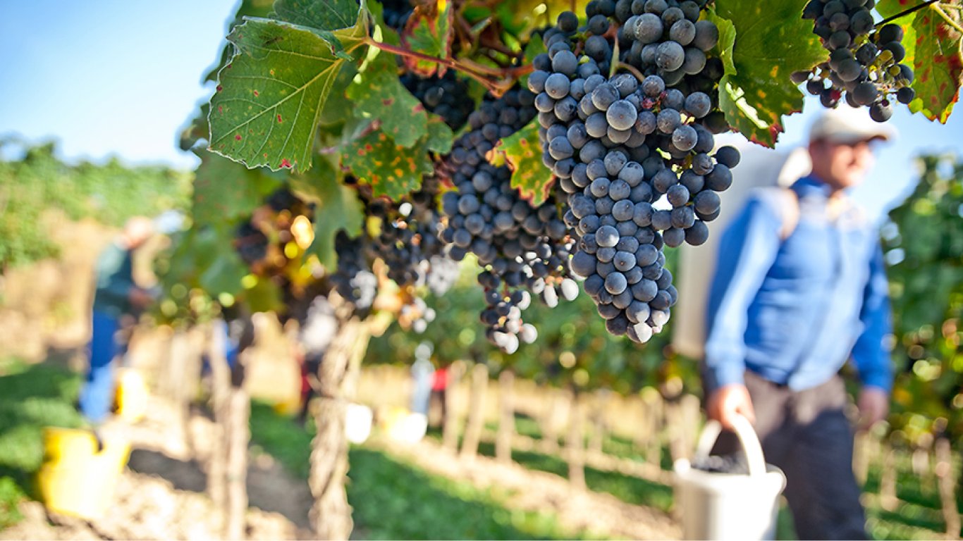 Як захистити виноград від птахів — цінні поради досвідчених садівників