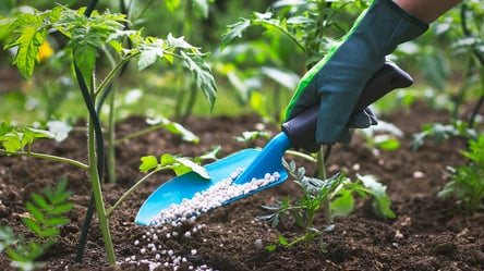 Основні добрива сезону — що потрібно кожній культурі - 285x160