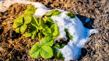 Заморозки восени — прості способи захистити сад і квіти - 285x160
