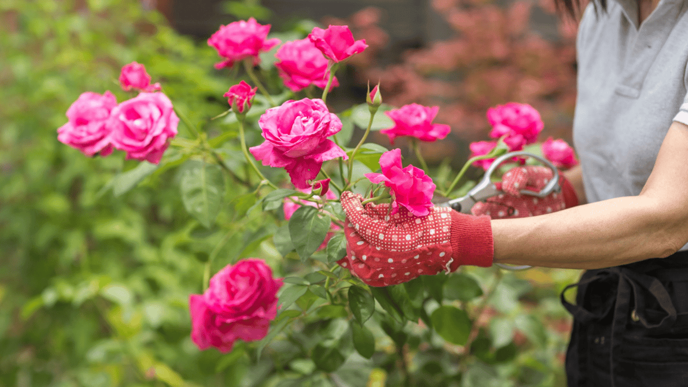 Які рослини в жодному разі не можна садити біля троянди — список заборонених квітів