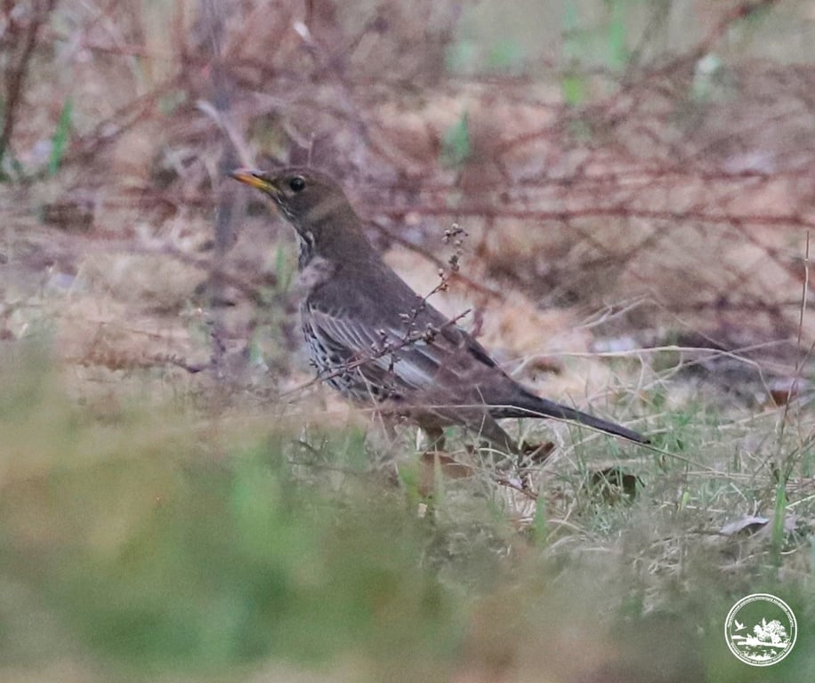 Птахи у Чорнобилі фото