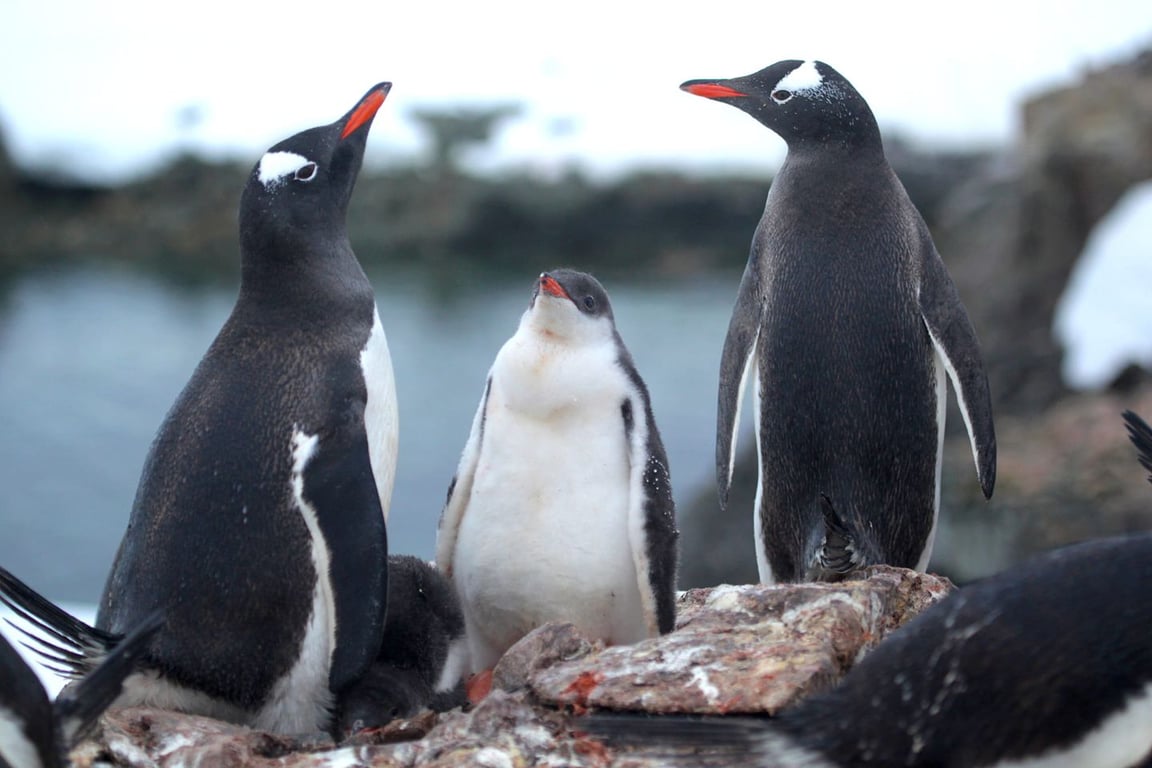 Подросшие пингвинята