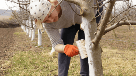 Помилка, що знищує сад: які дерева не можна білити вапном навесні - 285x160