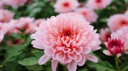 Розмноження хризантем восени — як виростити 30 кущів із одного - 285x160