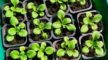 Чому треба сіяти петунію у сніг — що треба знати дачникам - 285x160