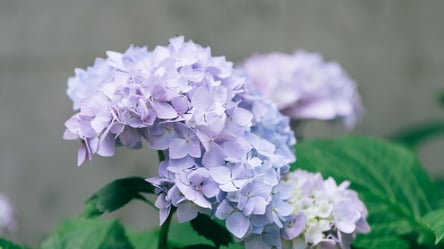 Из-за этой ошибки гортензия не цветет — как укрывать правильно - 285x160