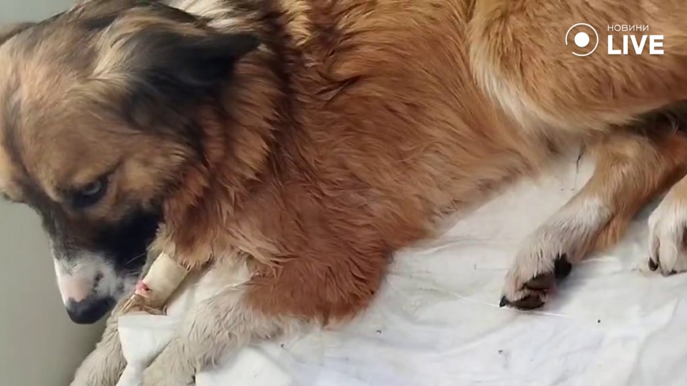 Пусть умирает, она бродячая — в Одессе волонтеры спасли собаку