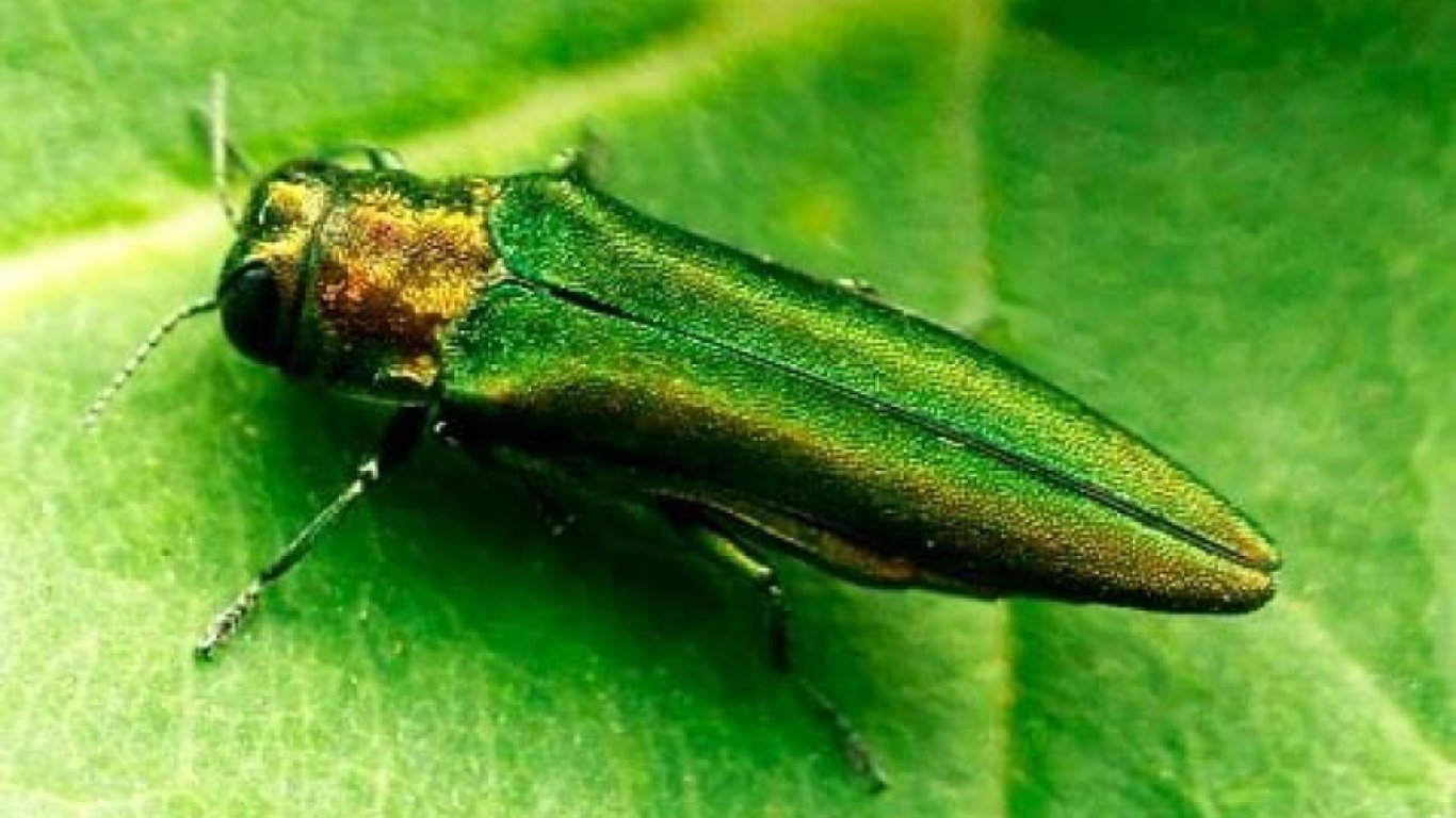 Вузькозлатка ясенева.