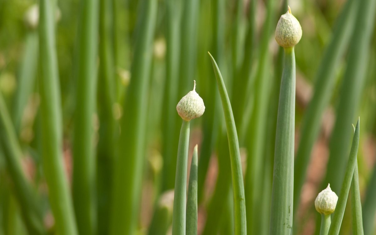 Стрелки лука