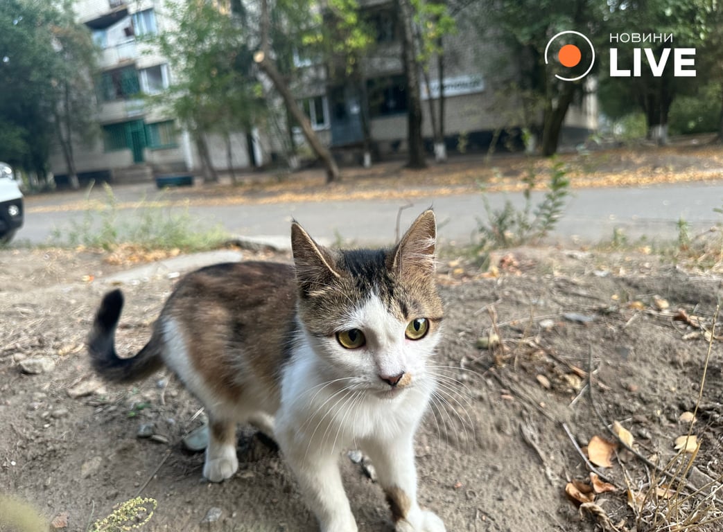 Кіт після ракетного обстрілу Павлограда