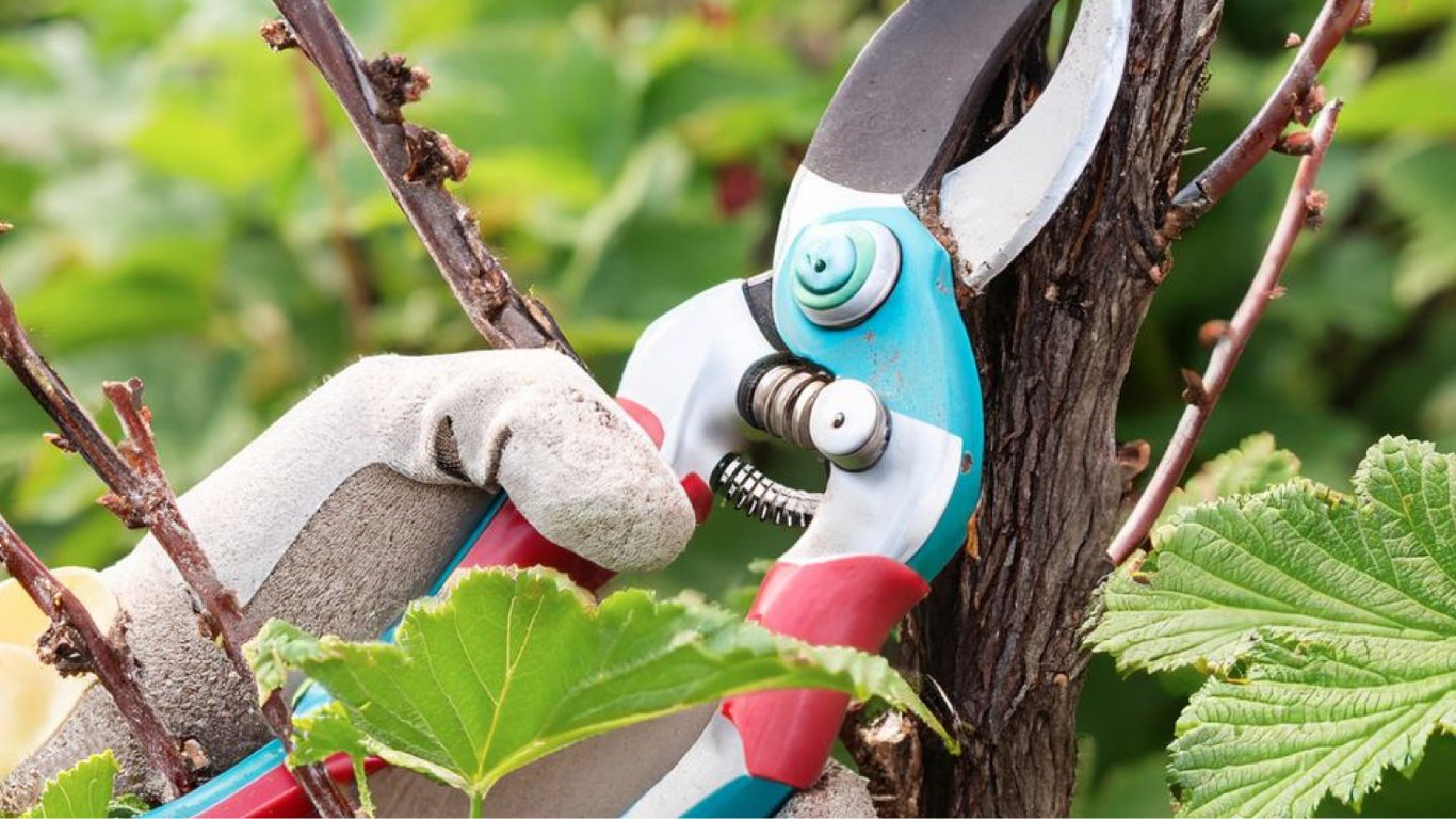 Як правильно обрізати аґрус після збору врожаю, щоб наступного року зібрати вдвічі більше ягід