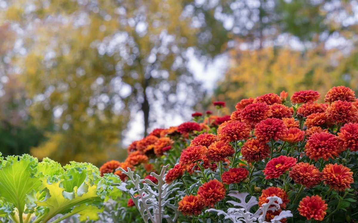 Ефективне копійчане добриво для хризантем