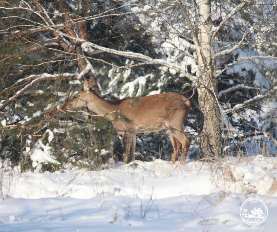 Чорнобильський заповідник