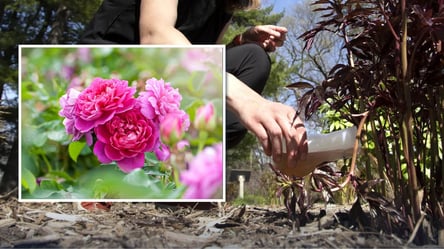 Півонії пишно квітнутимуть весь сезон: чим підживити кущі у квітні - 285x160