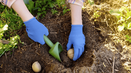 Один прием при посадке — и картофель растет без вредителей - 285x160