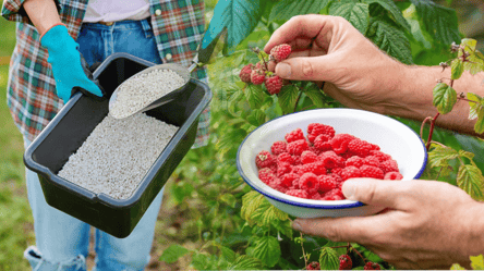 Чим підживити малину вже зараз — кущі не боятимуться морозів - 285x160