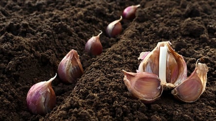 Не поливайте озимий часник після 15 жовтня — порада дачникам - 285x160