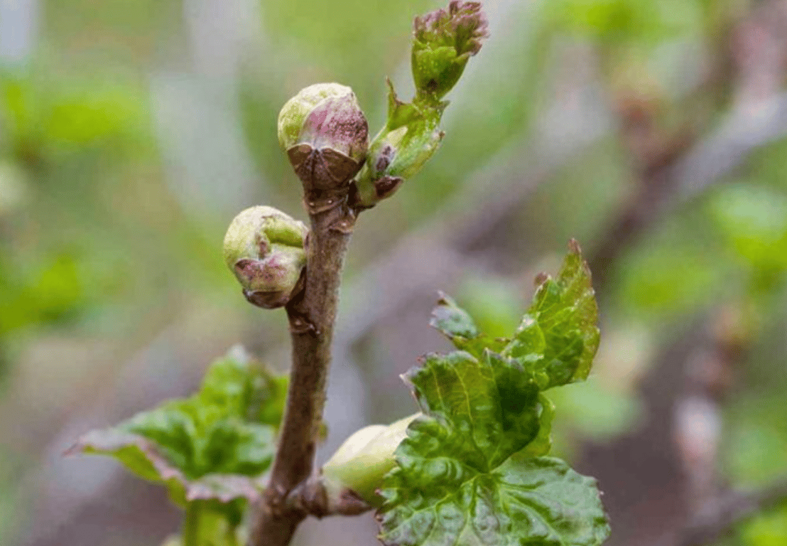 Почечный клещ на смородине