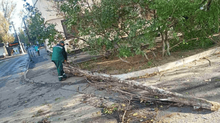 В Одесі негода повалила дерева — є обірвані електропроводи та пошкоджені автівки - 285x160