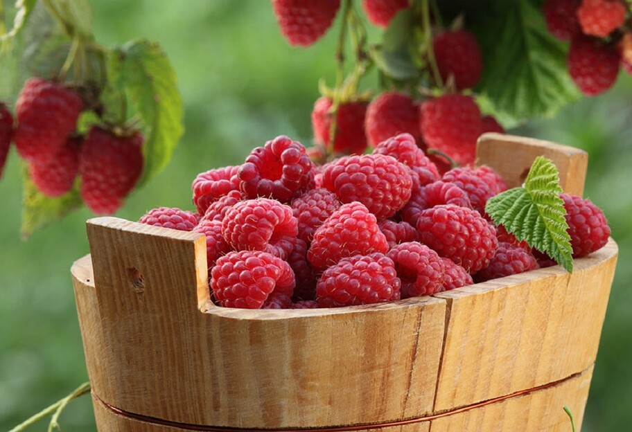 Большой урожай сочной малины