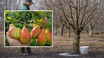 Внесите это удобрение под грушу в марте: плодов будет немерено - 285x160