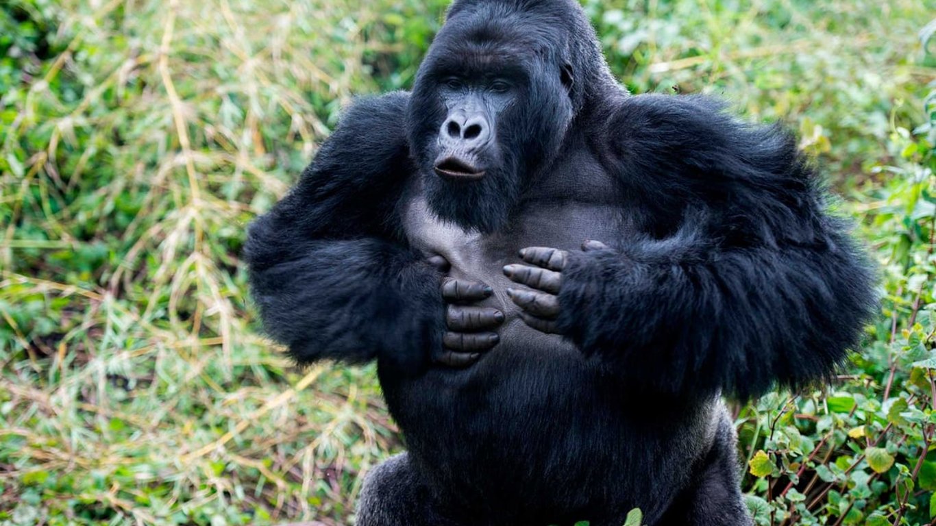 Почему гориллы бьют себя по груди — интересный факт, о котором мало кто знает