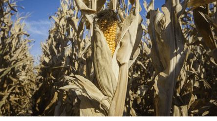 Ціни на кукурудзу — скільки коштуватиме тонна восени - 285x160