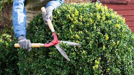 Самшит жовтіє взимку — ось справжні причини його всихання - 285x160