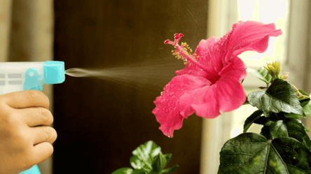 Догляд за гібіскусом — як отримати безперервне цвітіння - 285x160