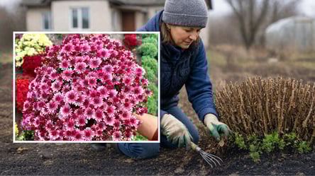 Зробіть це з хризантемами у березні для пишного цвітіння восени - 285x160