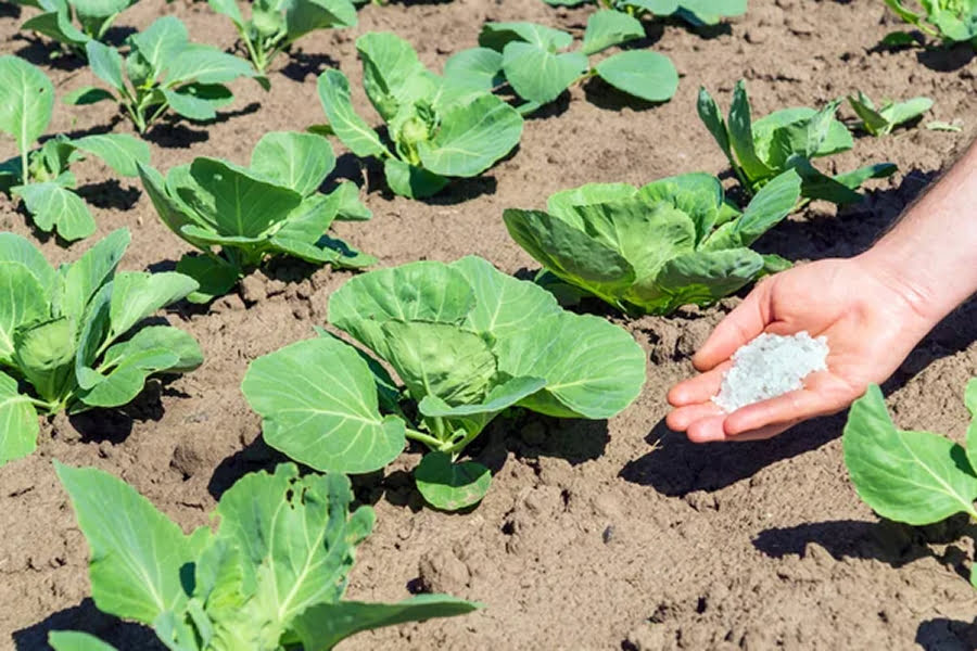 Подкормка капусты