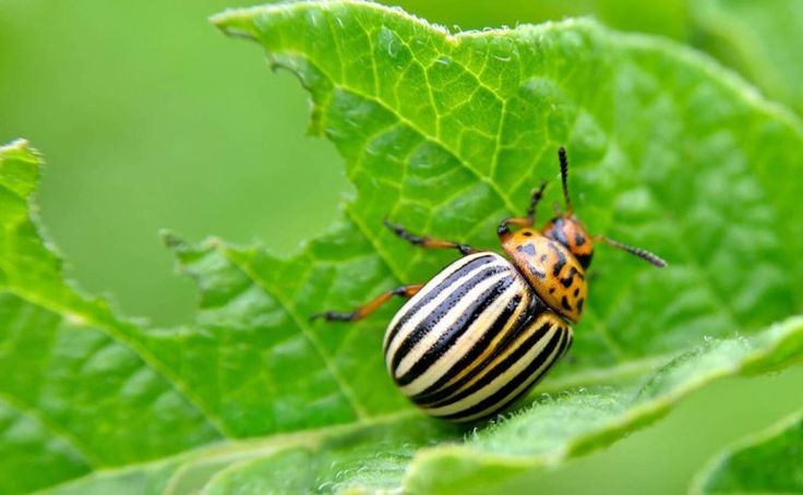 Колорадский жук на листьях растения