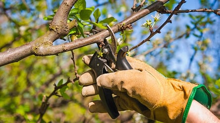 Одна обрезка зимой — и яблони дают больше плодов - 285x160