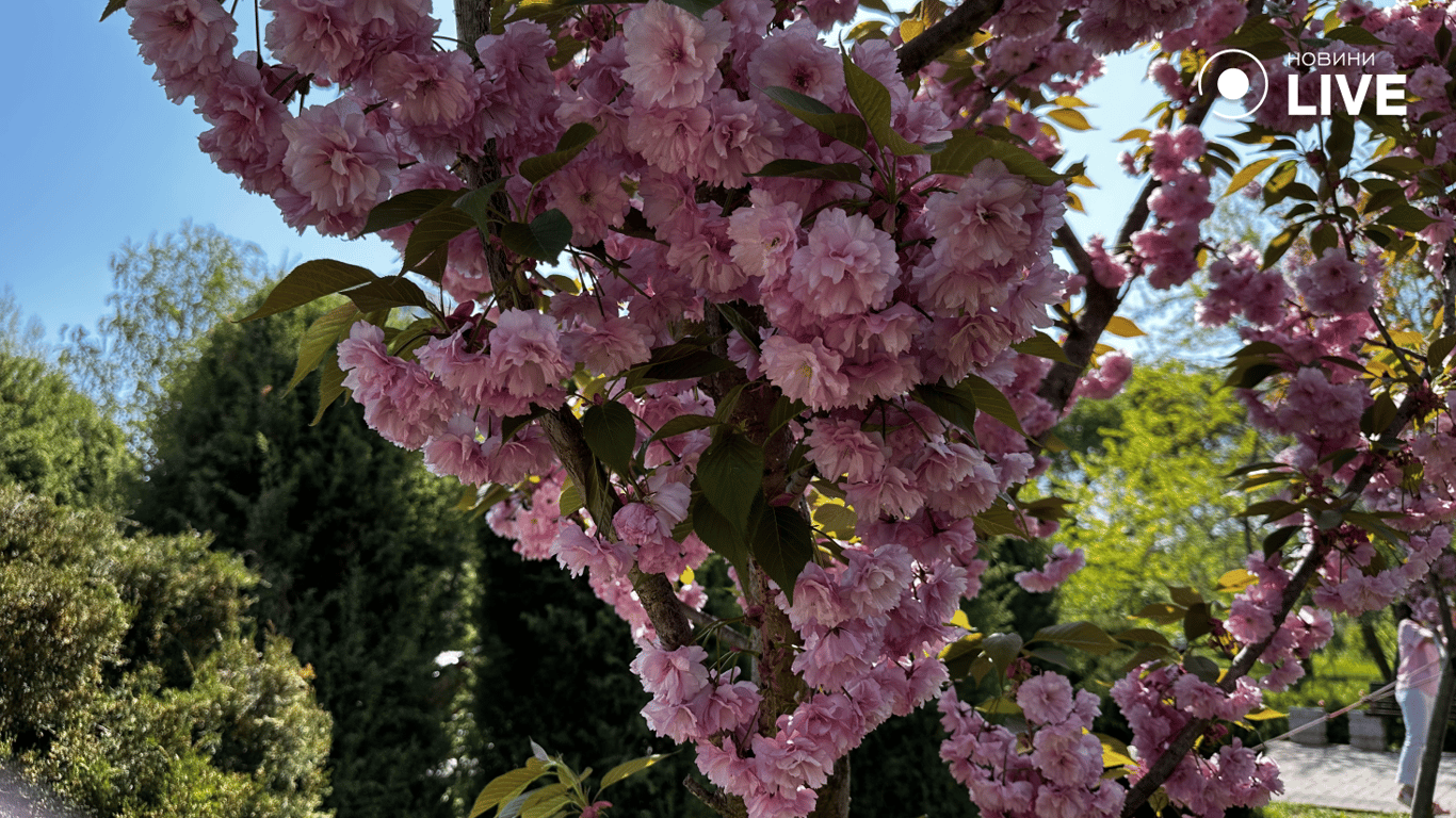 В одеському парку Перемоги забуяла сакура 