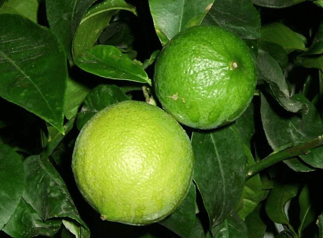 Цитрусовый бергамот