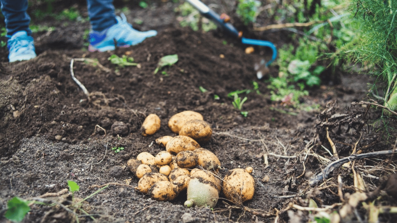 Які сорти картоплі найгірші у 2026 році: що не варто садити
