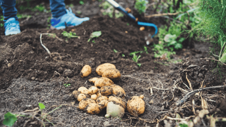 Ці сорти картоплі найгірші у 2026 році: врожаю не дочекаєтесь - 290x166
