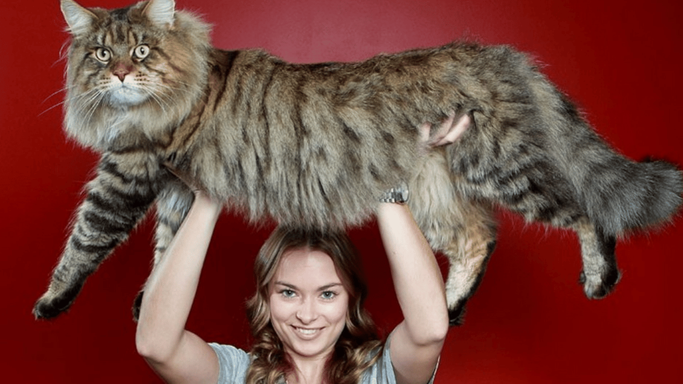 ТОП-5 найбільших порід котів — можуть важити понад 15 кілограмів